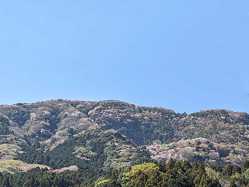 写真:雪入の山桜が満開です。の写真