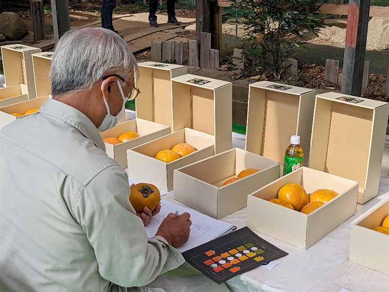 写真：つくば市みずほの村市場において、茨城県太秋柿品評会が開催されました。の画像