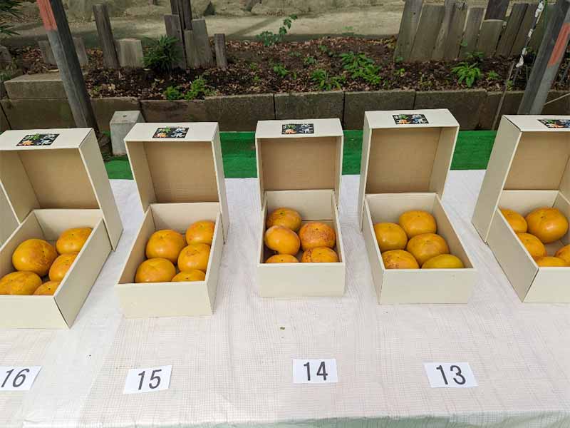 写真：つくば市みずほの村市場において、茨城県太秋柿品評会が開催されました。の画像