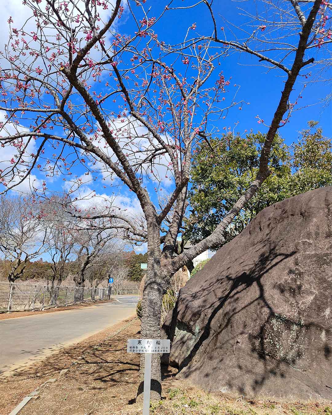 写真：寒緋桜がもうすぐ開花します。旧宍倉小学校の築山に平成7年に植樹しました。の画像