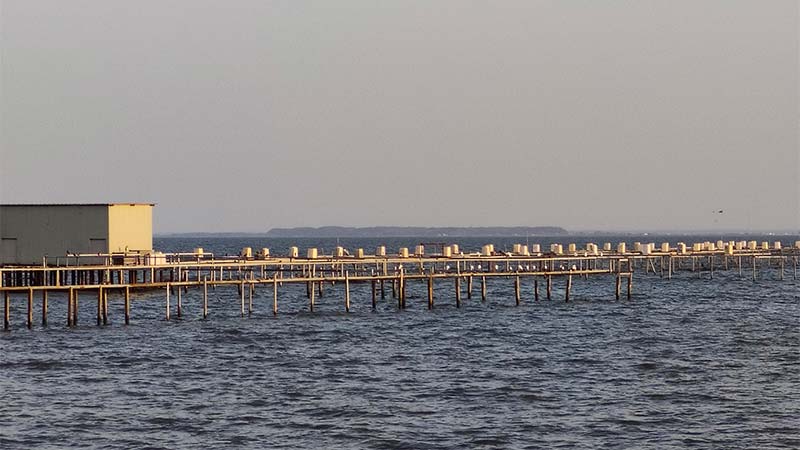 写真:霞ヶ浦牛渡地区船溜まりから沖にのびる鯉の養殖施設です。の写真