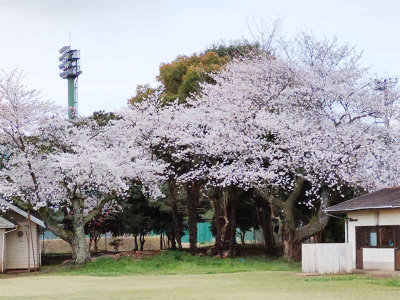 写真：霞ヶ浦中学校の桜が満開です。の画像