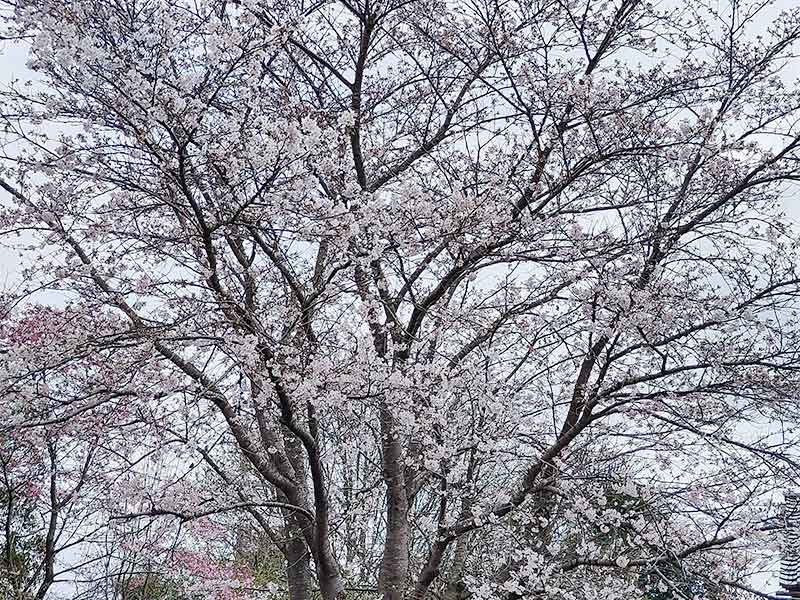 写真：霞ヶ浦中学校の桜が満開です。の画像