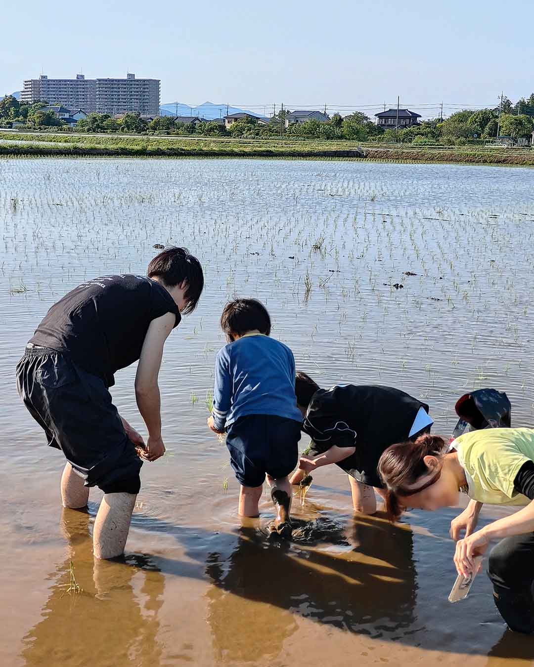 写真：「したらの田んぼ」で子ども達の田植えの写真