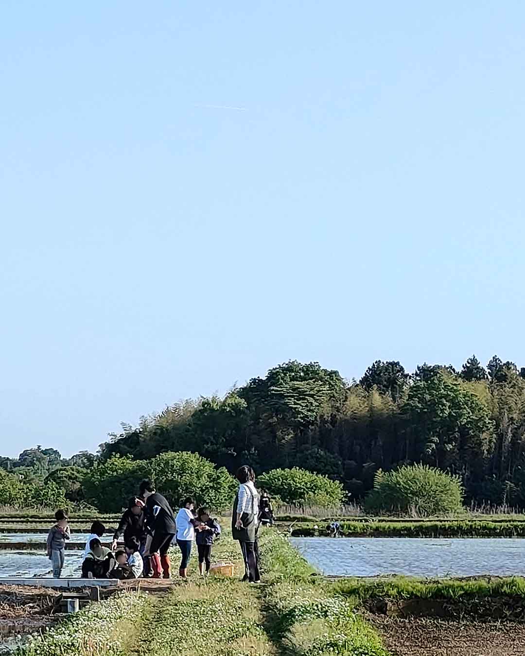 写真：「したらの田んぼ」で子ども達の田植えの写真