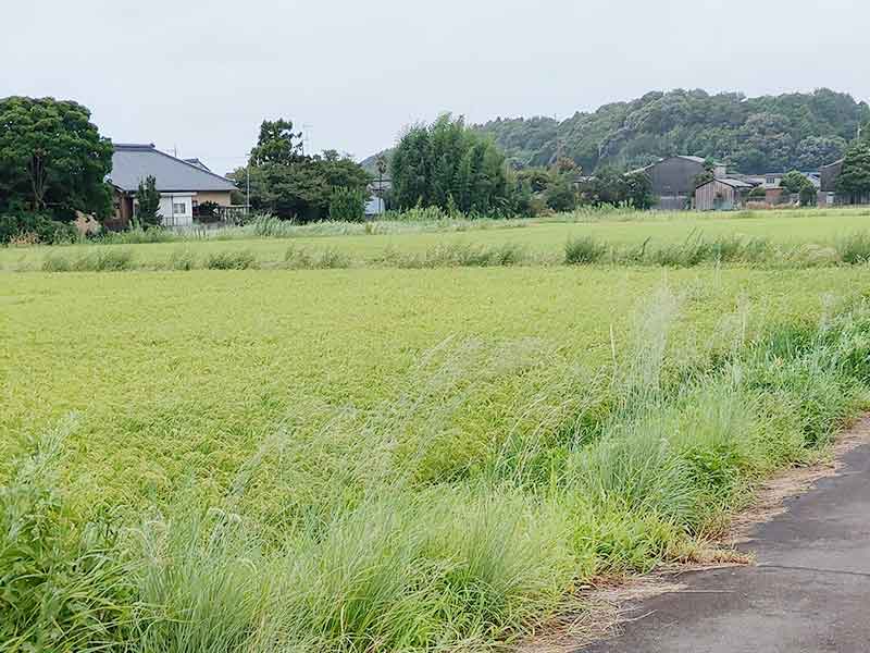 写真：有機栽培の試験田です。の写真