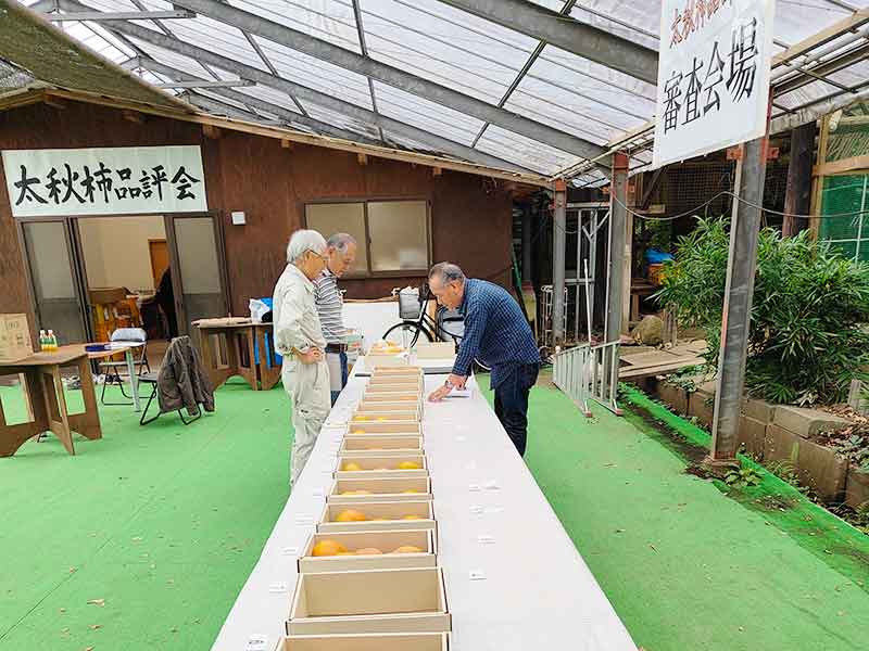 写真：太秋柿品評会審査の写真