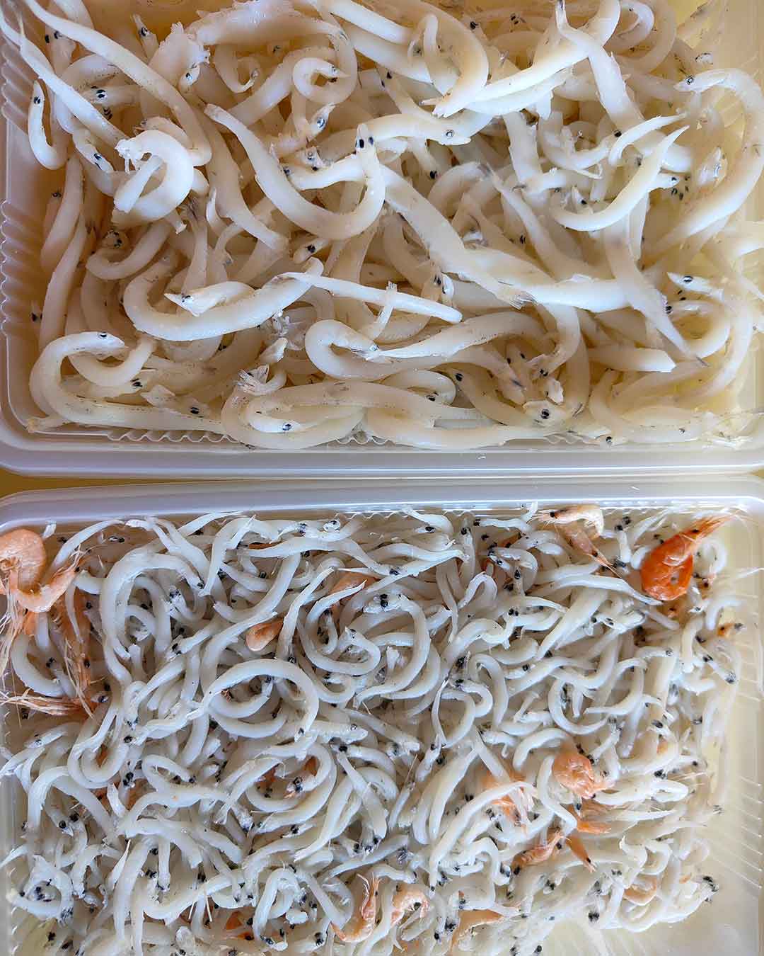 写真:大きく美味しいシラウオの釜揚げの写真