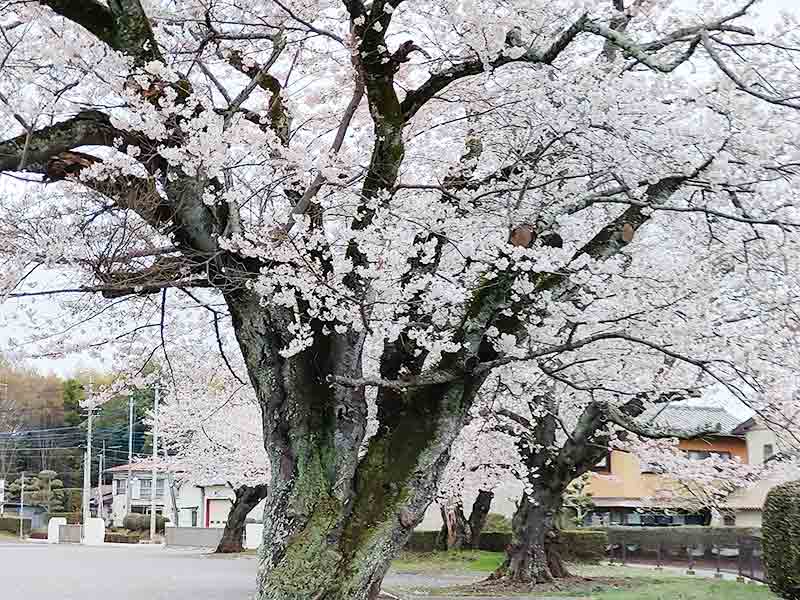 写真:美並の桜(南小学校の桜)の写真