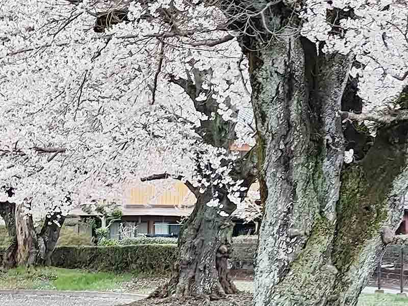 写真:美並の桜(南小学校の桜)の写真