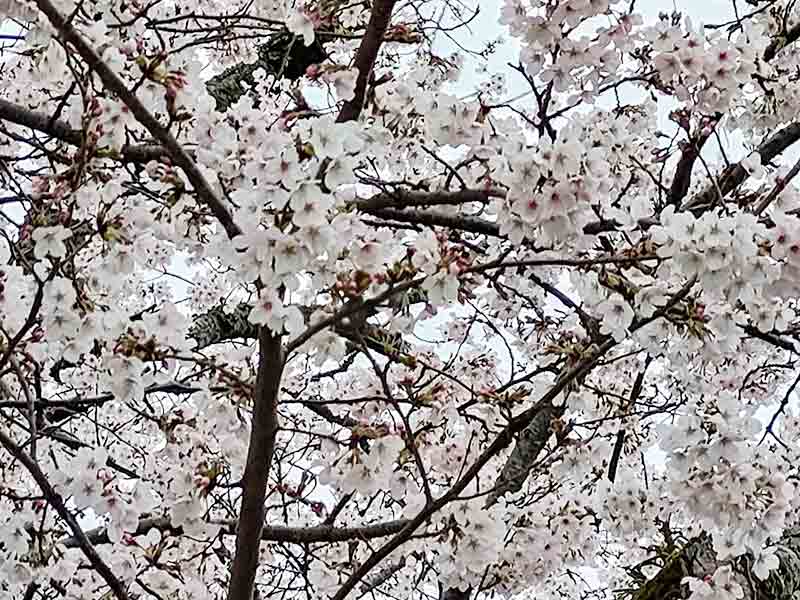 写真:美並の桜(南小学校の桜)の写真