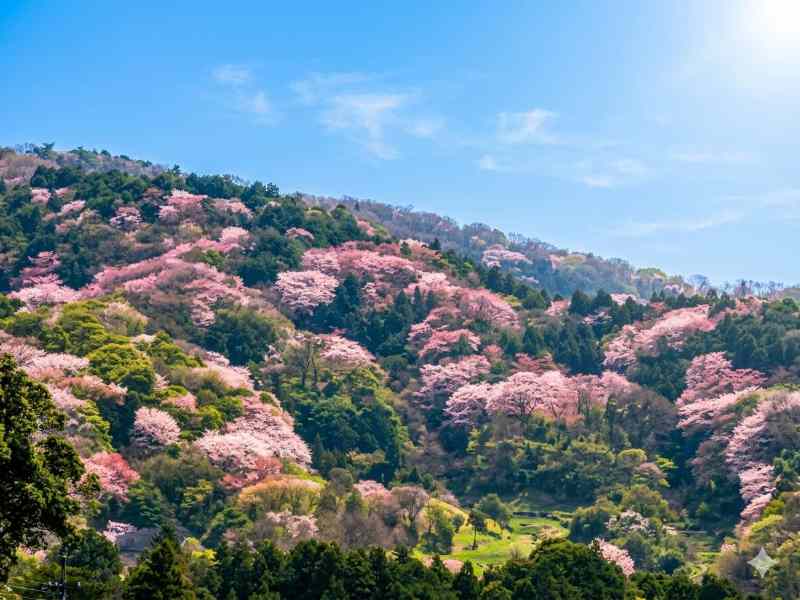 写真:雪入の山桜、雪入アウトドアヴィレッジ、キャンプ場からの撮影の写真