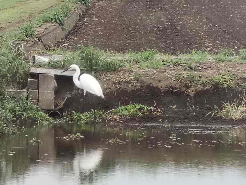 写真:4月30日陸田の代掻き水田
