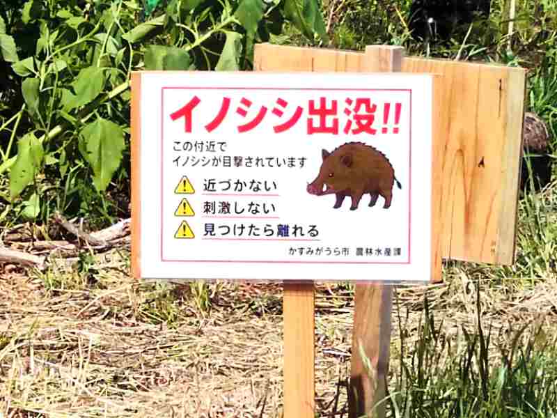 写真:イノシシ接触場所にカンバン、ハコワナ設置
