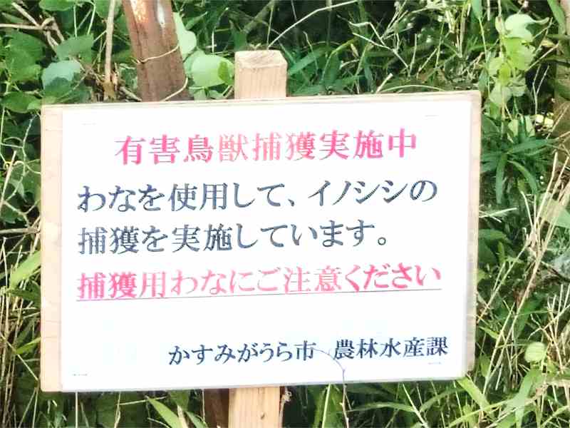 写真:イノシシ接触場所にカンバン、ハコワナ設置