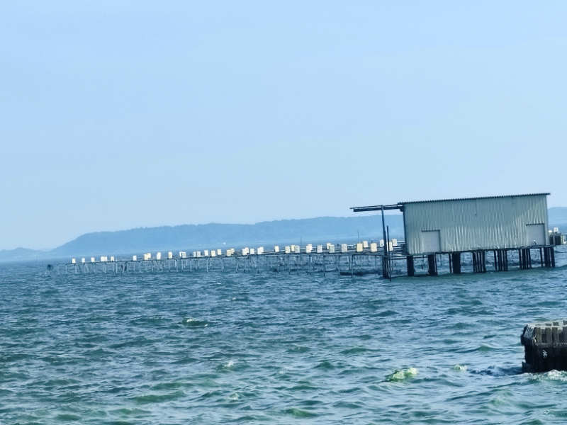 写真:牛渡船溜り沖の桜井養魚場網生け簀と鯉の餌ベレット工場