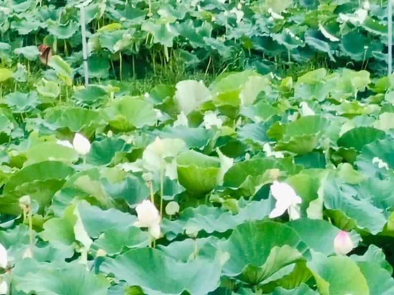 写真:蓮の華咲く霞ヶ浦湖畔