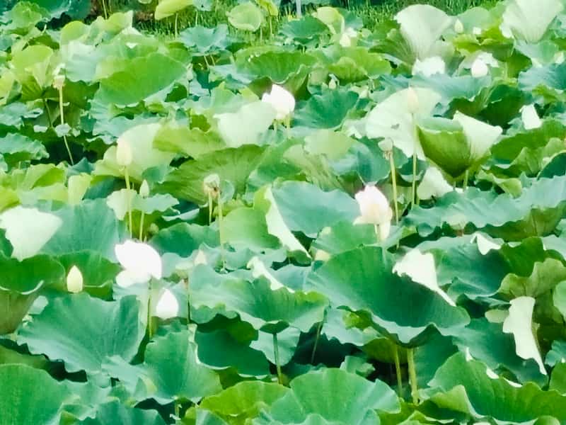 写真:蓮の華咲く霞ヶ浦湖畔