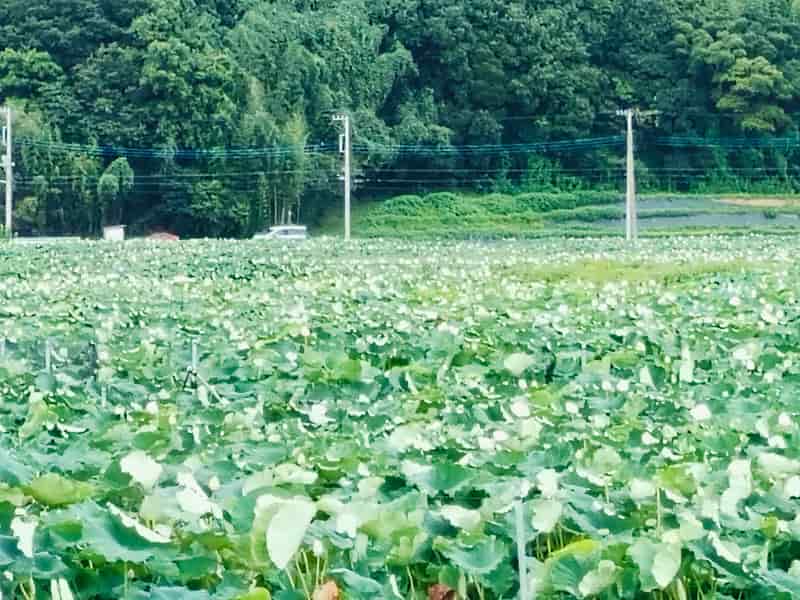 写真:蓮の華咲く霞ヶ浦湖畔