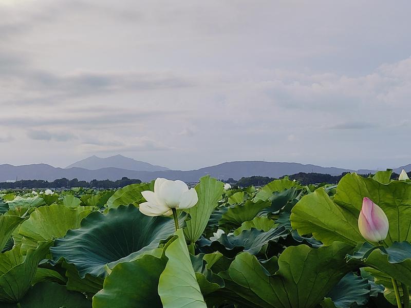 写真:蓮の花咲く、夕方の紫峰筑波山