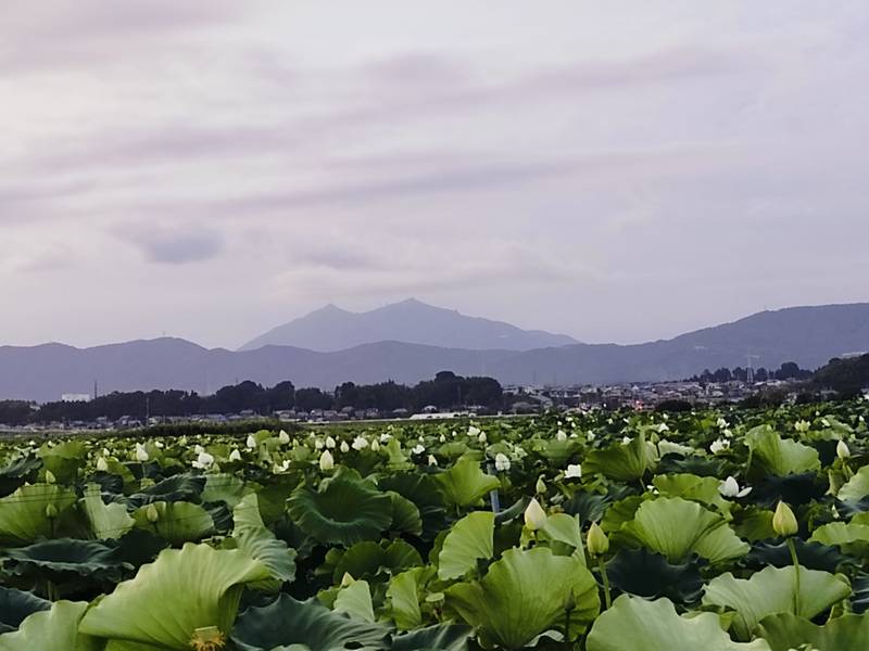 写真:蓮の花咲く、夕方の紫峰筑波山