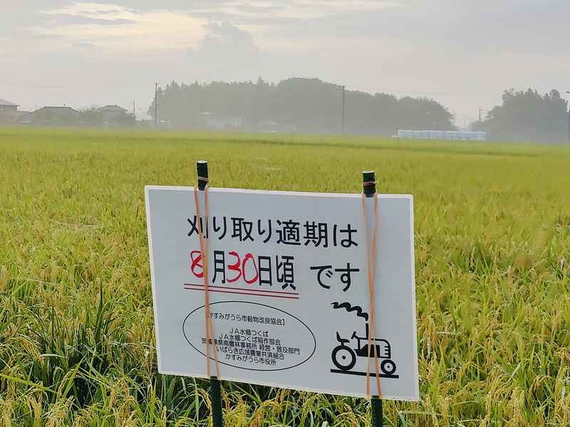 写真:コシヒカリ新米刈取り始まる