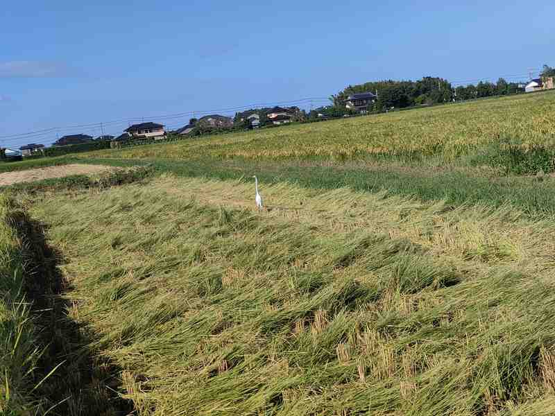 写真:紫峰筑波山と稲刈りの物語